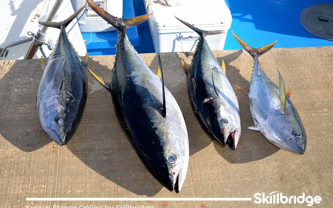 jenis-ikan-dan-hasil-laut-indonesia